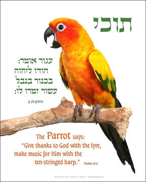 Judaica Art | Jewish Art | Perek Shira | Animal Art | Parrot